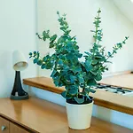 Apartamento Foteza Dubrovnik